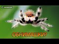 Самые красивые пауки в мире.
