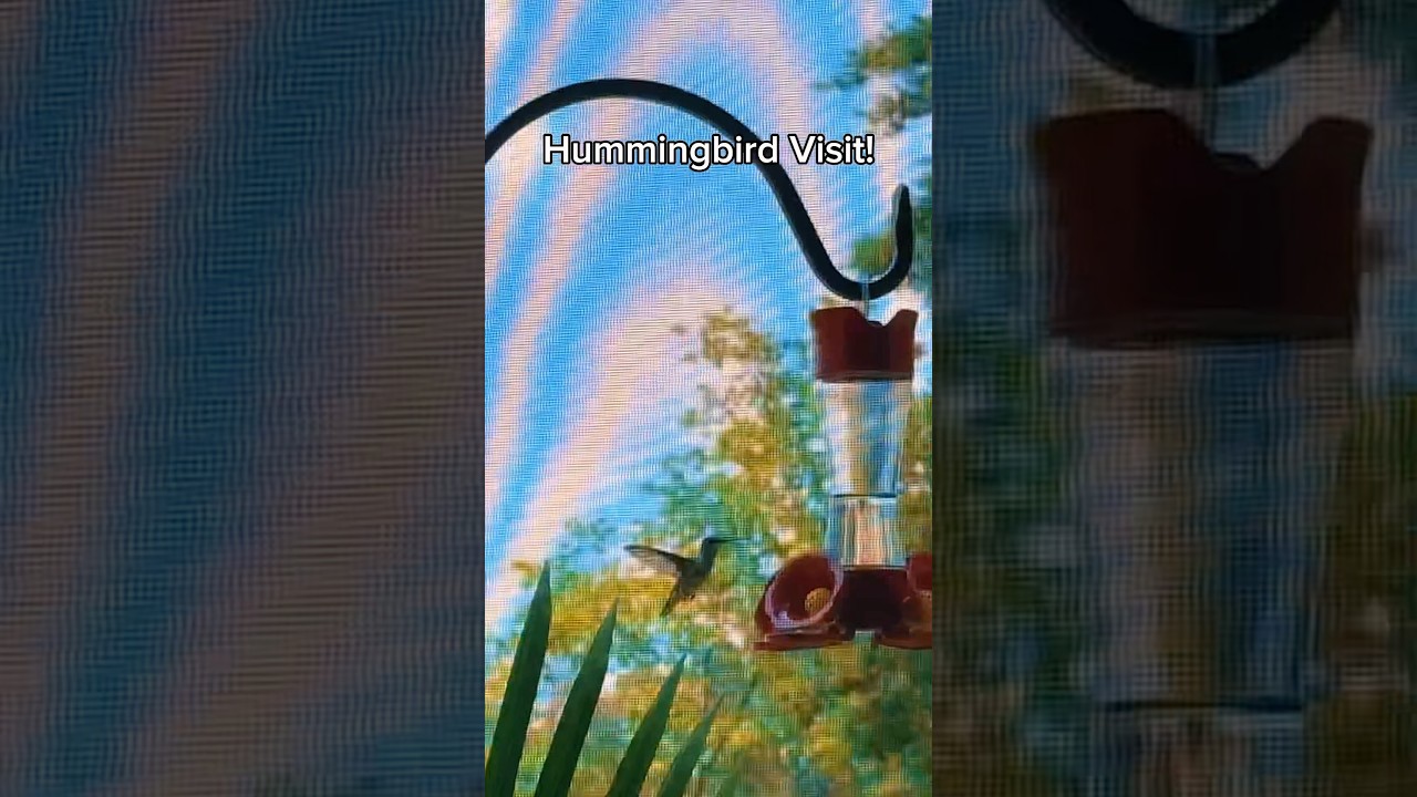 The Hummingbird Visit! 🌸🐦✨ Nature’s Tiny Wonder 