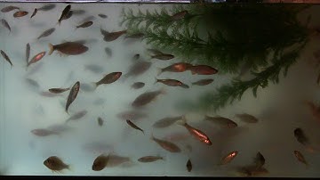 How to Keep Minnows Alive for Long Periods at Home