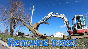 Removing Trees With Takeuchi TB153fr