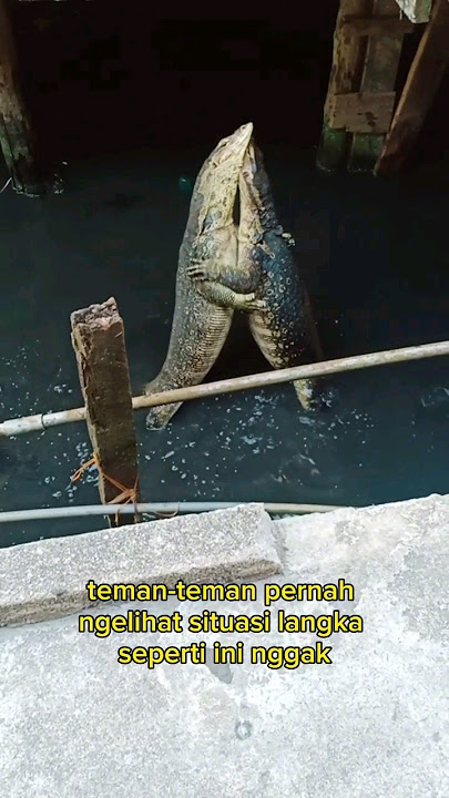 Biawak Yang Sedang Berkelahi #varanus