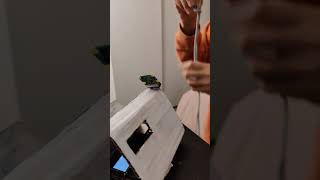 Interactive Device: Lab5  demo