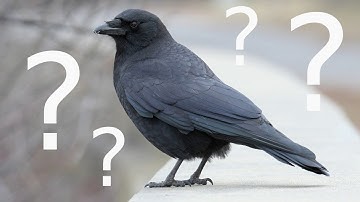 Why do crows form large winter flocks?