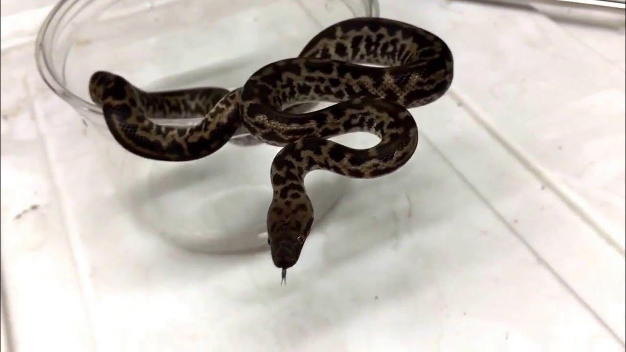 Quick Clip: Spotted Python - YouTube