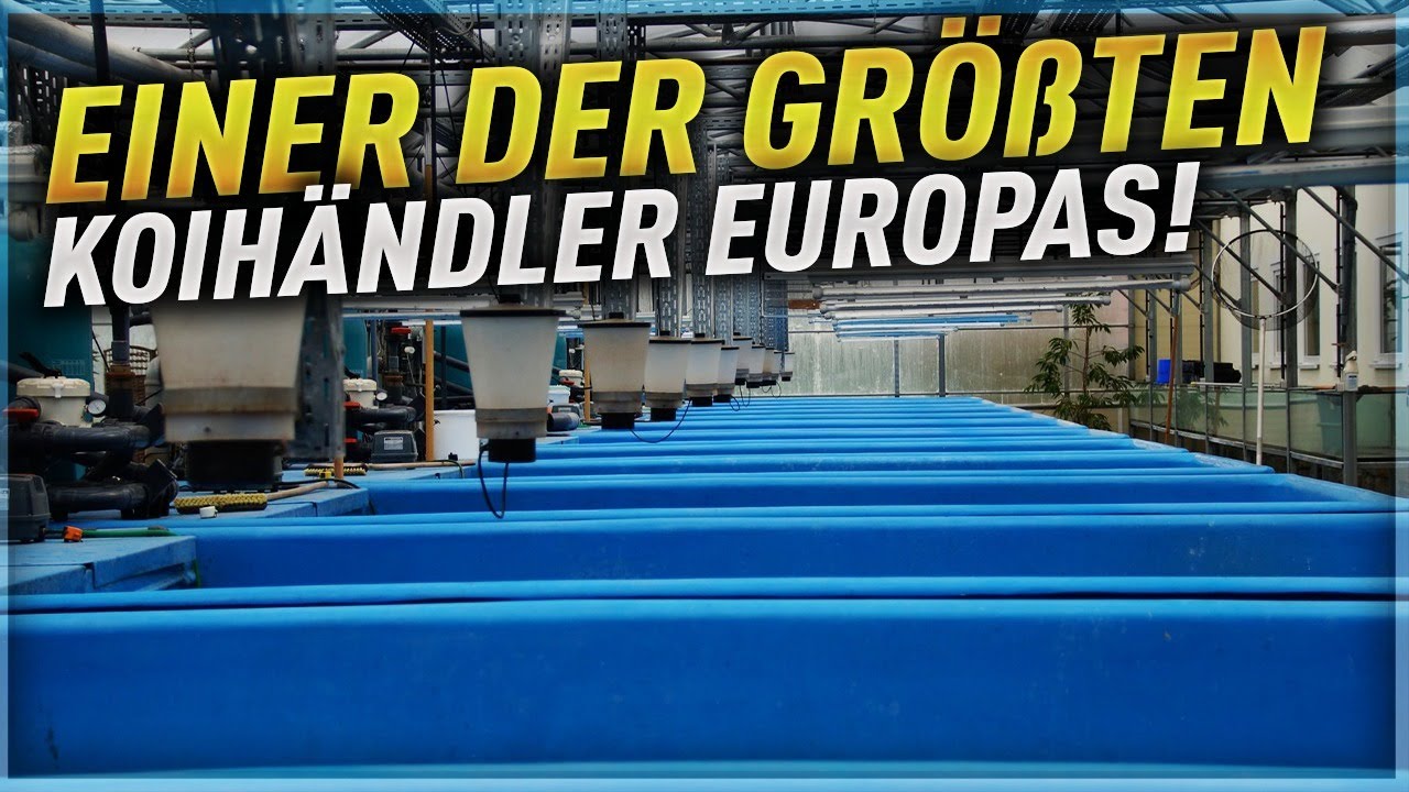 50 Stück EPS European Pond Service Filterbürsten Koiteich Biofilter Teichfilter Top Qualität 30x15cm 
