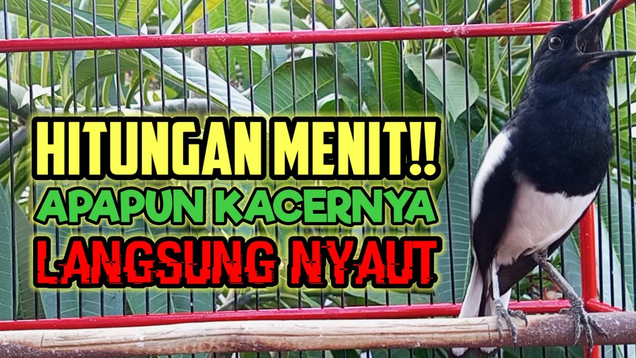 Pancingan kacer ngeplong, Suara burung kacer, bikin Kacer apapun langsung nyaut gacor!
