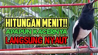 Pancingan kacer ngeplong, Suara burung kacer, bikin Kacer apapun langsung nyaut gacor!