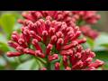 How Cloves Are Grown  From Soil to Fresh Red Bud Harvest Clove Farming Documentary