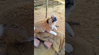 cute dog 🐕😍 #FutureTech #VirtualCharacter #YouTubeShorts#Shorts#Trending#ViralVideo#Content