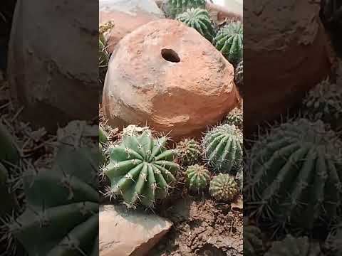 Beautiful Cactus Arrangement/How to Grow Cactus from their own pubs Easy to grow plants propagation