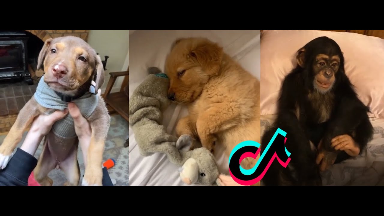 Wakey Wakey It’s Time For School TikTok Compilation YouTube