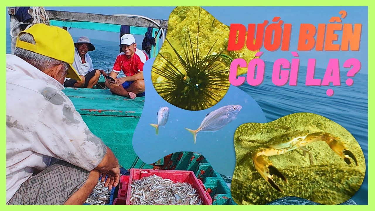 Một Ngày Trên Biển: Mua Cá Cơm, Cho Ốc Hương Ăn & Lặn Ngắm Sinh Vật Lạ | honsontutuc