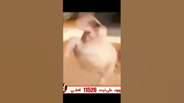 شطه نار 