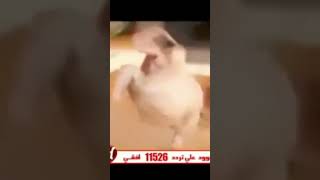 شطه نار    سمعها