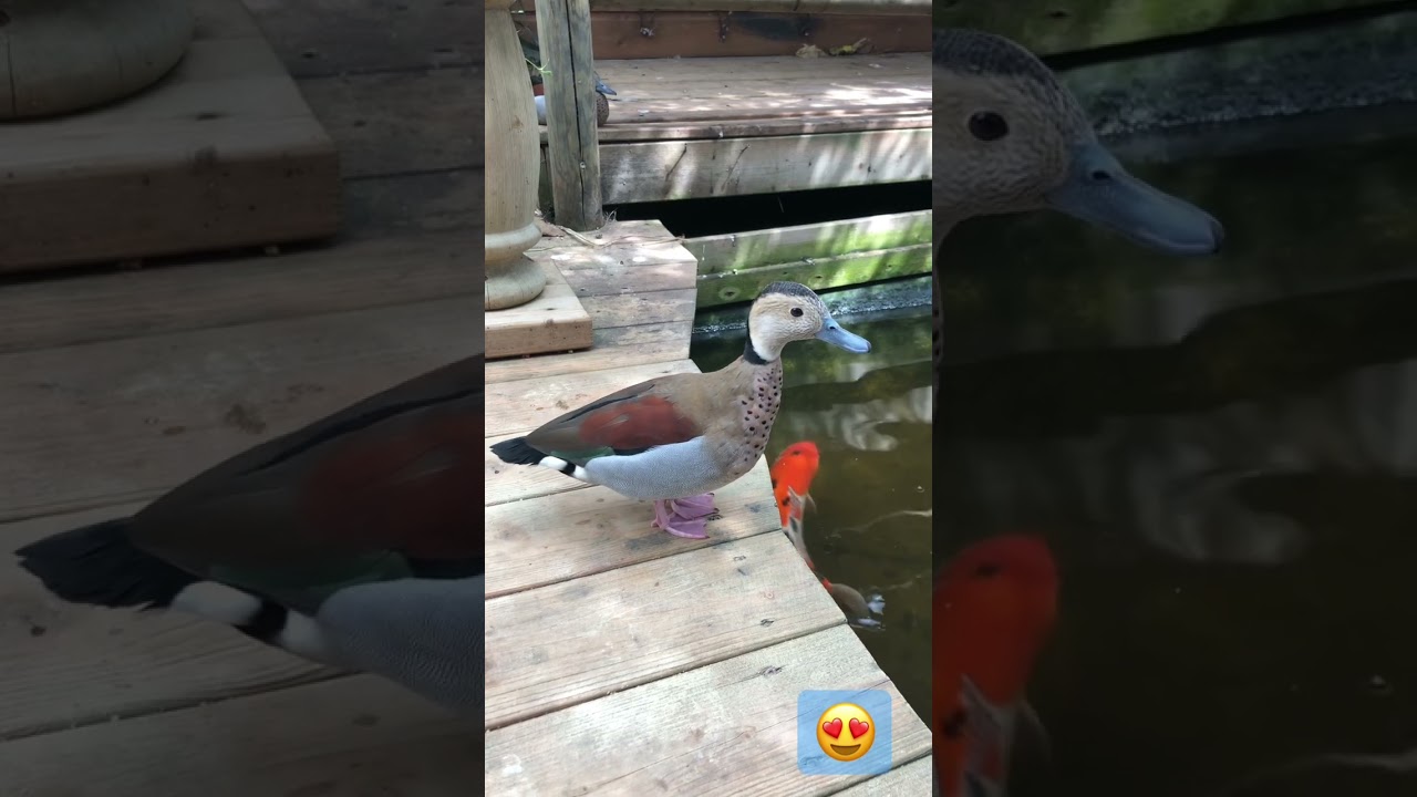 Just a beautiful Ringed Teal