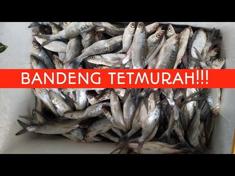 Harga Ikan Bandeng Laut Per Kg