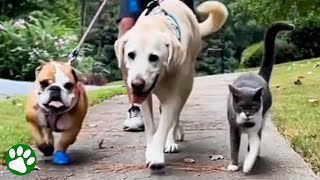 Neighbor cat joins dogs' walk every day