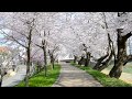 足羽川堤防の満開の桜