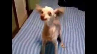 Retarded Dog Remix