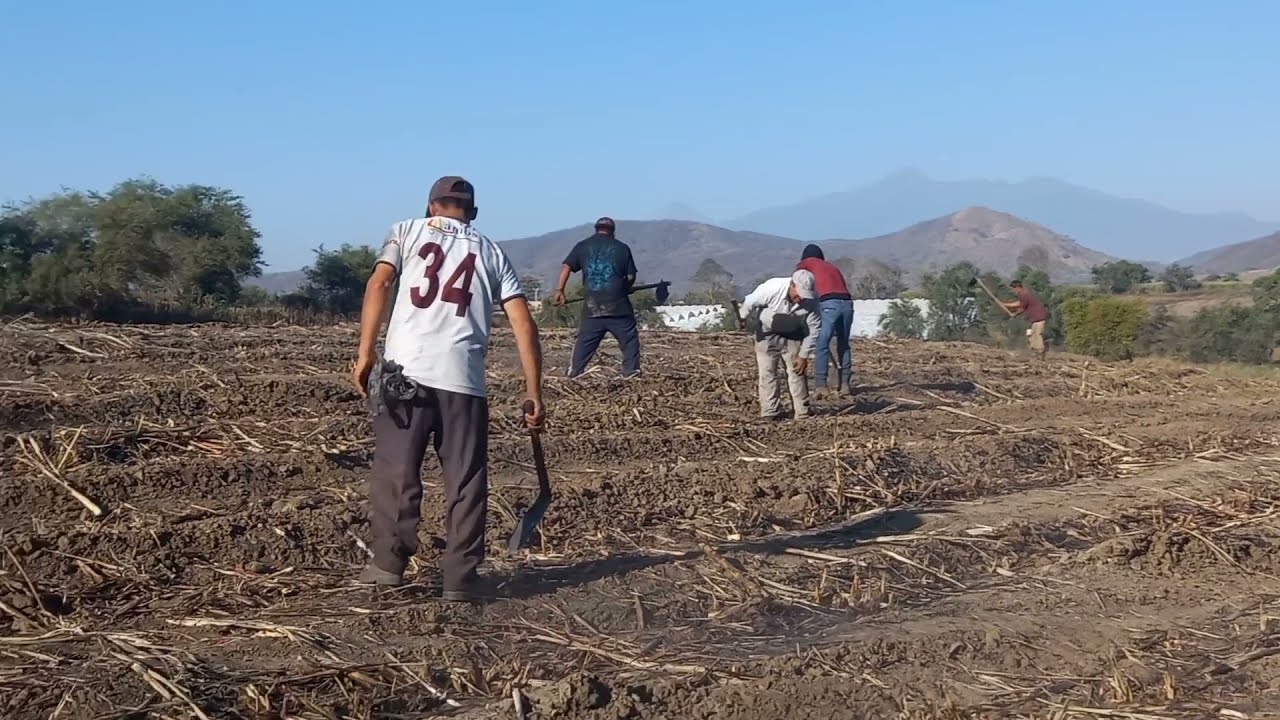 Destronconando la caña [para mayor producción y brote de pelillo]