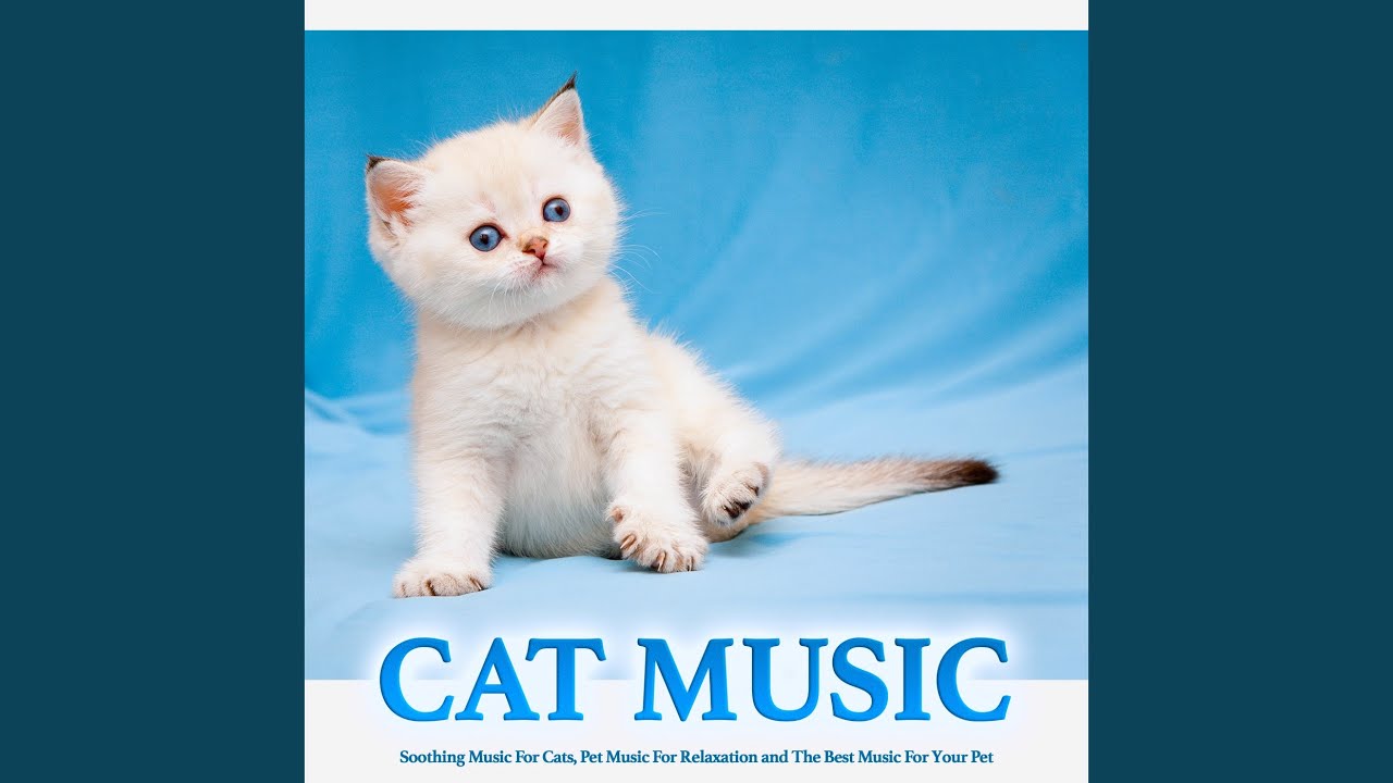 Background Cat Music