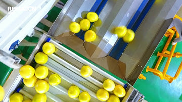 Reemoon Sort Pomelo By Brix