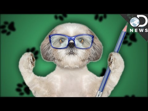 Video: Posso spruzzare gatti femminili?