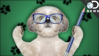 Can Dogs And Cats Be Left-Handed? Can Dogs And Cats Be Left-Handed?
