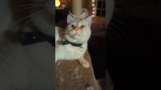 cutie cross-eyed cat