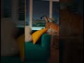 Zoomies  #cat #animallife #cuteanimals #funny #petsrule #cutepets #cute #catvideos #funnyanimal