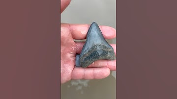 Blue?! Megalodon shark tooth prehistoric fossil I found searching through ancient ocean #florida