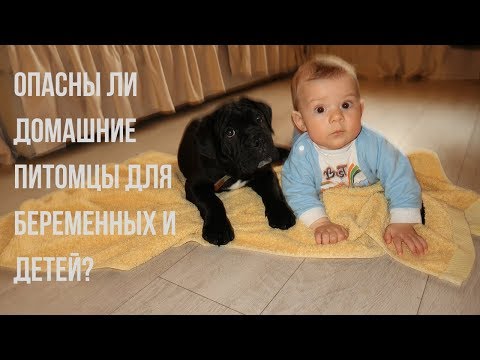 Видео: Беременность и кошки // Чем могут быть опасны домашние животные?