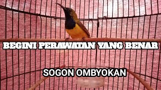 PERAWATAN SOGON OMBYOKAN YANG BENAR