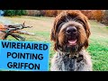 Wirehaired Pointing Griffon - TOP 10 Interesting Facts