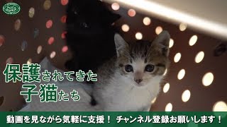 【速報】たったいまきたちんまい子猫たち【保護猫】 - Kittens just got rescued right now.