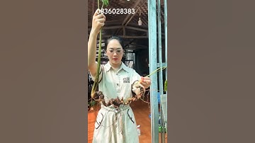 Cặp sâm rừng Lai Châu nặng 370gr, dài cong 80cm, 50 mắt sâm VIP #duoclieu #sâm