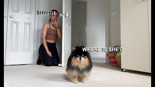 Playing Hide and Seek With My Dog | My Dog Went Into Investigator Mode by Mocha Pom 323,066 views 1 year ago 4 minutes, 39 seconds