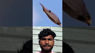 आसमान से आती मौत 😱 390KM/H पर शिकार करने वाला Peregrine Falcon 🦅 | #Shorts #TrendingShorts #viral