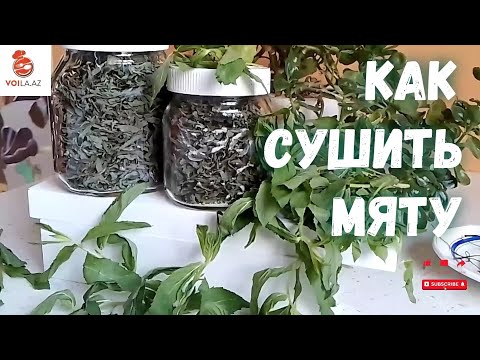 How to properly dry mint at home.