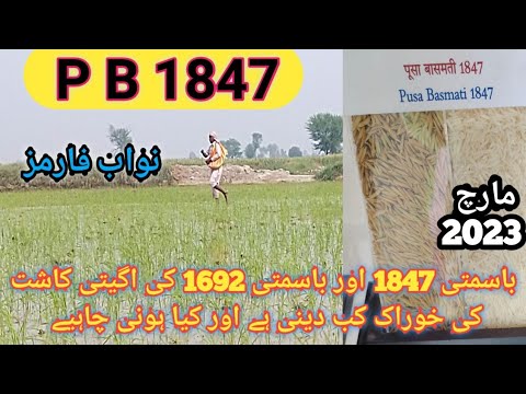 pb 1847 rice and pb 1692 rice complete diet plane 2023 | basmati 1847 ...