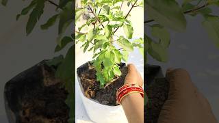 Tulsi plant care tips 🪴#shorts #trending #shortsfeed #garden #viralshorts