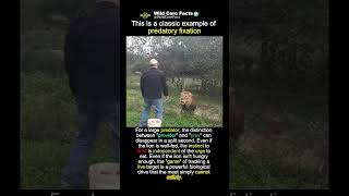 Lion fixates on provider and ignores food #nature #scary
