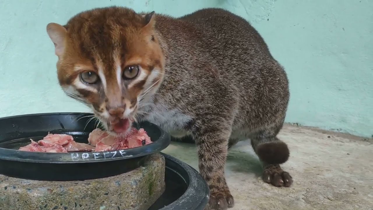 flat-headed cat feeding
