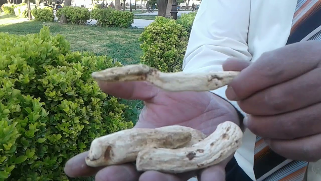 #اكسبلور_explore اعشاب فؤائد نبات المغات وخاصه لعلاج التصلب اللويحي