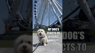 CUTE DOG REACTS TO FERRIS WHEEL #viral #dog #foryou #shorts