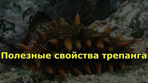 Полезные свойства трепанга. Трепанг противопоказан людям, страдающим ..