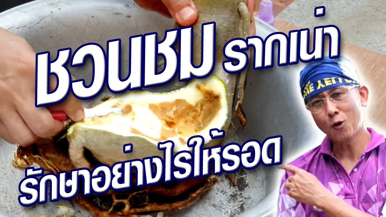 รักษาแผลชวนชม รากเน่า แผลลึก