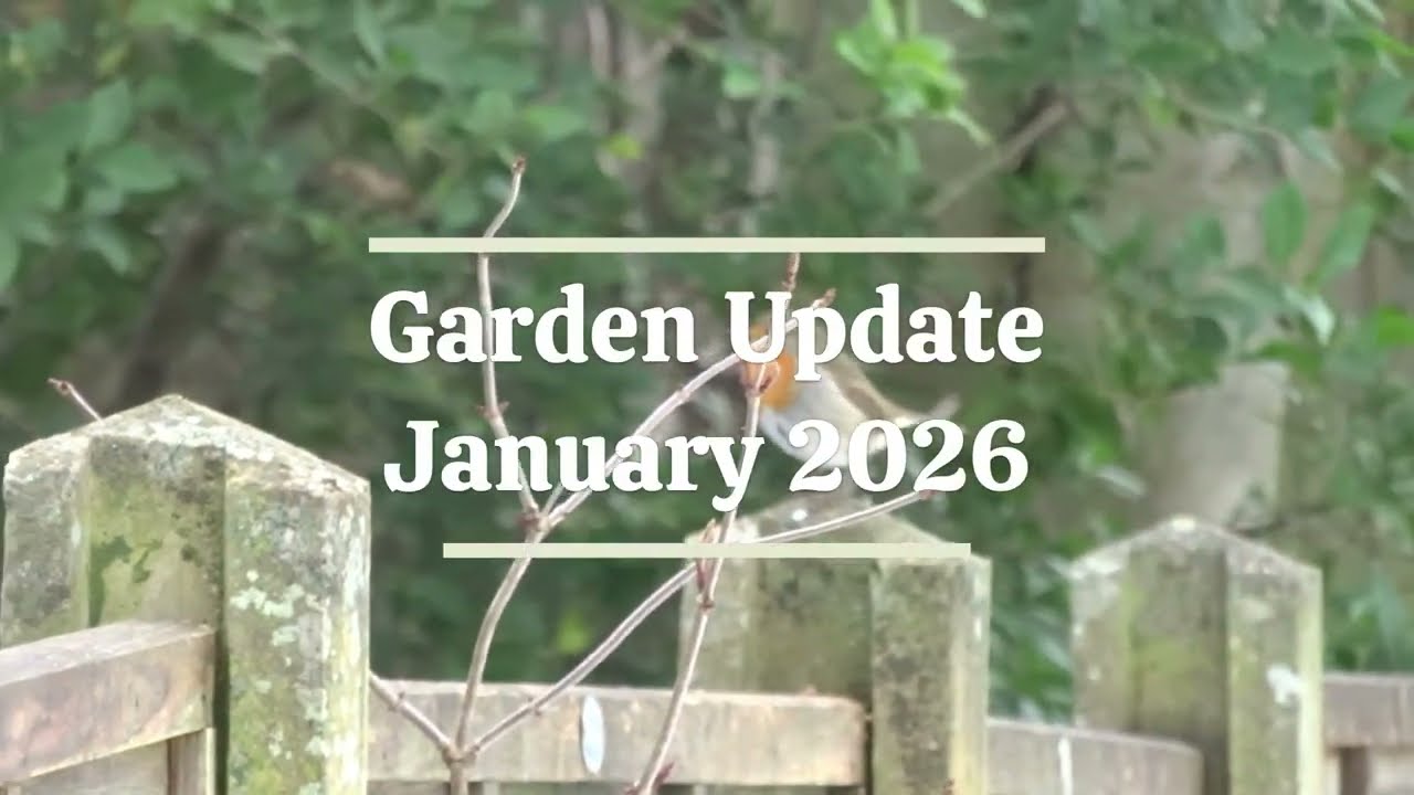 January 26 Garden Update | Roses, Winter Damage & New Plants | UK Garden