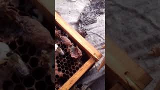 جمع غذاء ملكات النحل بطريقة سهله وبسيطة 