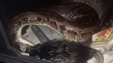 BLOOD PYTHON VS GIANT RAT